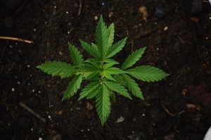 ALL NATURAL SOLUTIONS - ADA