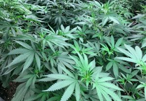 BOBS BUDS - CALERA