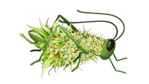 GRASSHOPPER CANNABIS COMPANY - WYNNEWOOD